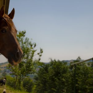 R_IMG_8433
